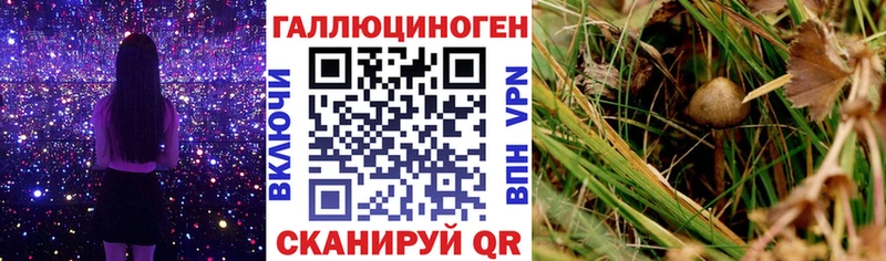 купить   Ржев  Псилоцибиновые грибы мухоморы 
